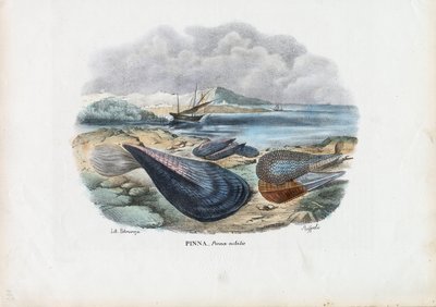 Mussels by Raimundo Petraroja